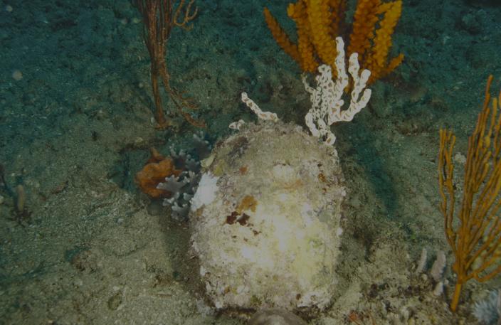 A dull-coloured mollusc
